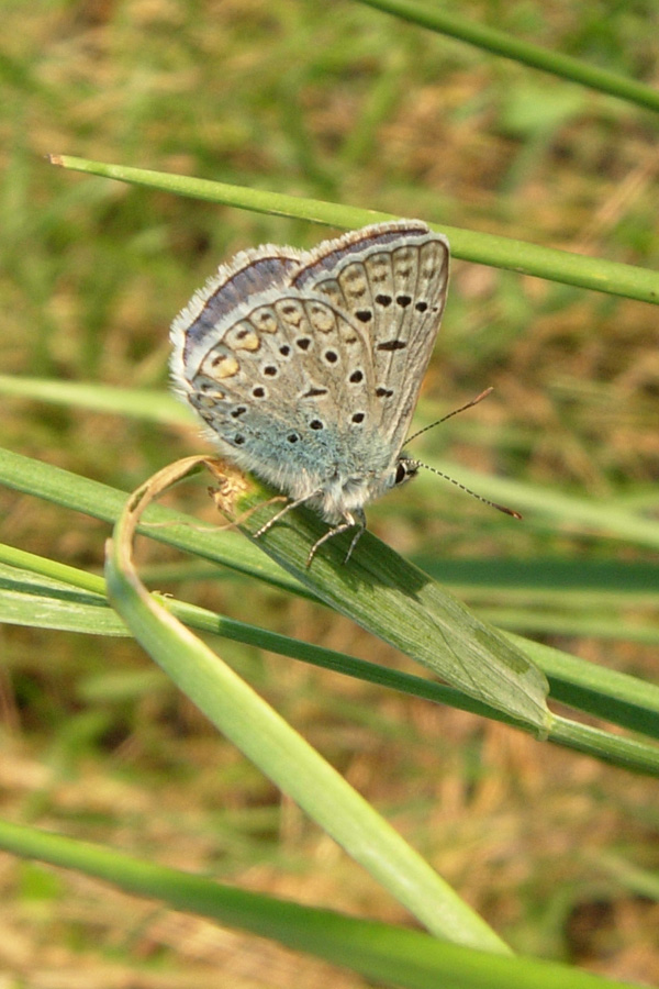 Polyommatus icarus